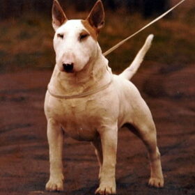 Aricon Chief Eye Shy, familie van Bink