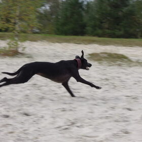 sprint