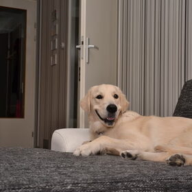 Hondenfoto van Rafaella en Sam 