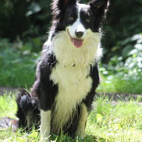 Hondenfoto van Puck & Fenrir 
