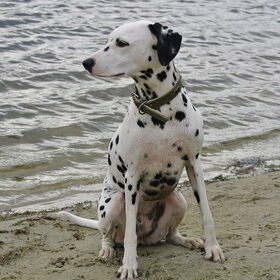 Op het strand (Lommelse Sahara)