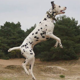Jolie en de frisbee