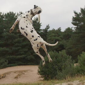 Jolie en de frisbee