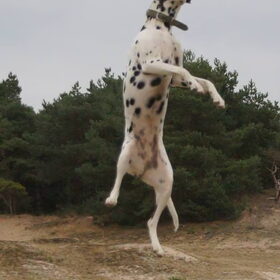 Jolie en de frisbee