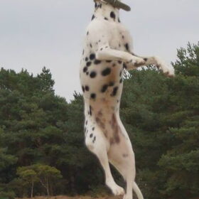 Jolie en de frisbee