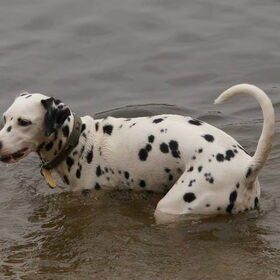 Jolie in het water