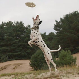 Jolie en de frisbee