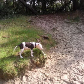 Hondenfoto van angela/indy/wodan