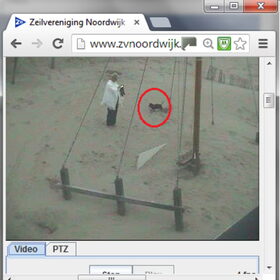 teckel op strand ingezoomd