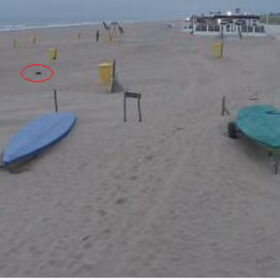 teckel op strand 3