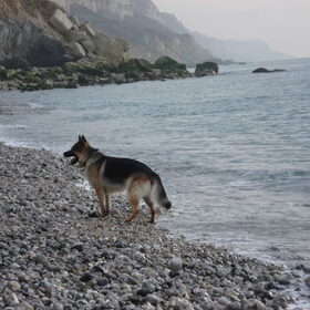 falco aan t'normandische strand