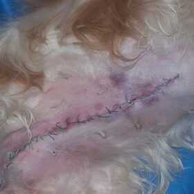 Hondenfoto van Liesbeth/Skinny