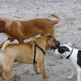 Dit ben ik met Indy en nunu,nunu is een vast vriendinnetje als…