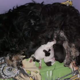 Onze lieve schat Kimmie met haar kroost.