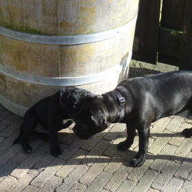 Tess fluisterd wat in Sensi's oor
