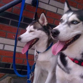 Hondenfoto van Snowie & Bella 