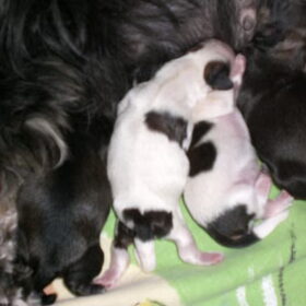Nog meer Kimmie en kids, twee bruine twee zwart/witte.