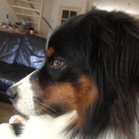 Hondenfoto van Puck en Inca