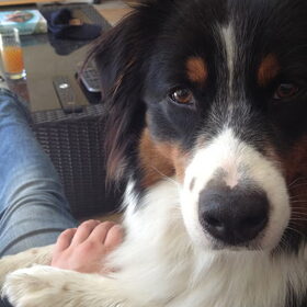 Hondenfoto van Puck en Inca