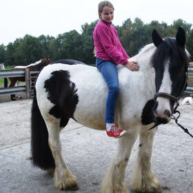 Hondenfoto van Tamara,Kallista & Marcel, Hercule †, Yordi †