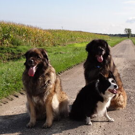 Hondenfoto van elianne 