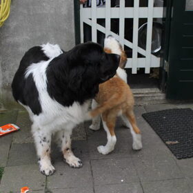 Hondenfoto van snoopy, rikkie , lady en xana