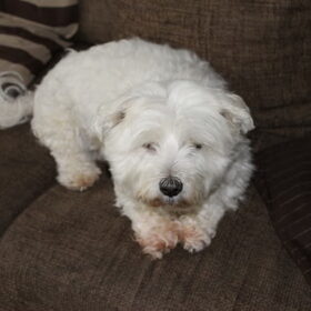Hondenfoto van snoopy, rikkie , lady en xana