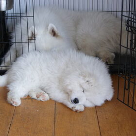 Arctic & Polar