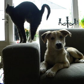 Jairo met Bowie