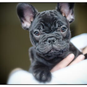 Hondenfoto van Jurgen, Veke, Zinah & Milly