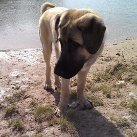 Hondenfoto van Charmayne & Diesel
