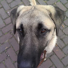 Hondenfoto van Charmayne & Diesel