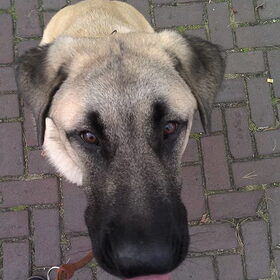 Hondenfoto van Charmayne & Diesel