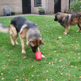 Hondenfoto van Inge & Danger