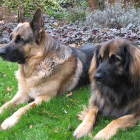 Hondenfoto van Inge & Danger
