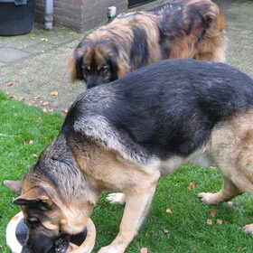 Hondenfoto van Inge & Danger