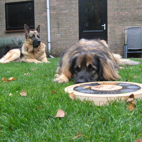 Hondenfoto van Inge & Danger