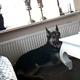 dit is Hector en lieve hond die erg trouw is!
