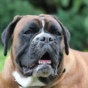 Hondenfoto van Ziva †, Bullie †, en Bandhu