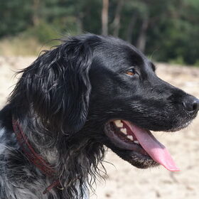 Hondenfoto van Maks met Fenna & Yuna