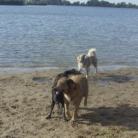 Hondenfoto van Hondenhumor Sasja de Eerste ITC-Hond die nu met pensioen is.