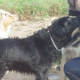 Hondenfoto van Hondenhumor Sasja de Eerste ITC-Hond die nu met pensioen is.