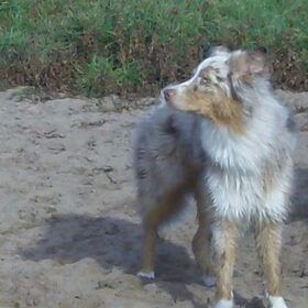 Hondenfoto van Hondenhumor Sasja de Eerste ITC-Hond die nu met pensioen is.