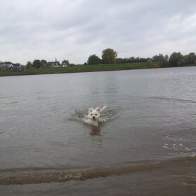 Hondenfoto van Inge, baasje van Gina, Flynn en Wobbe