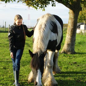 Hondenfoto van Tamara,Kallista & Marcel, Hercule †, Yordi †