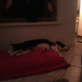 Hondenfoto van Inge, baasje van Sasha en Myra <3