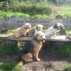 Hondenfoto van liesbeth,Turbo,Luna, Levi en Faith