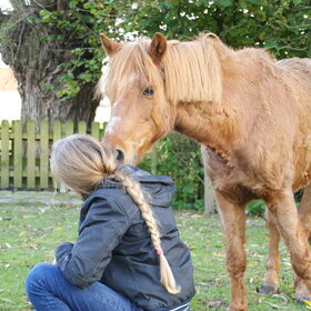 Hondenfoto van Tamara,Kallista & Marcel, Hercule †, Yordi †