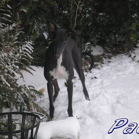 Paco lekker spelen in de sneeuw