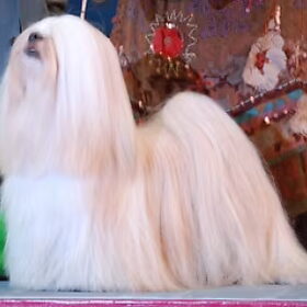 Lhasa Apso Nikita Kennel Close To Perfection. Best in show…